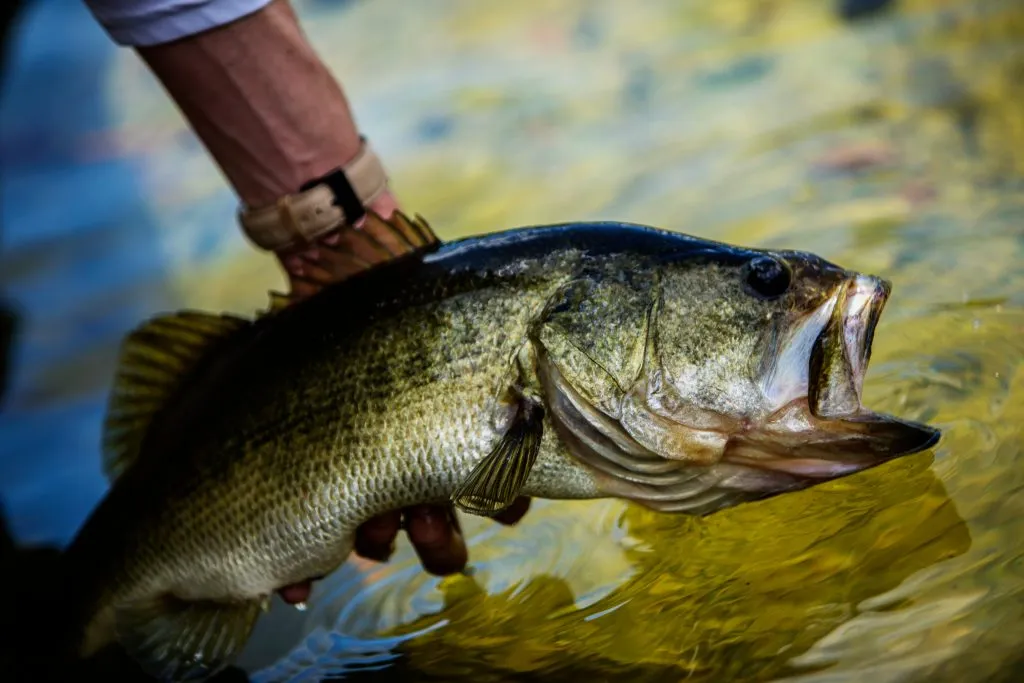 Stop Setting the Hook on Topwater Frogs Instantly