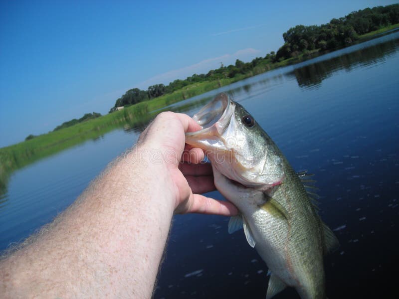 Why You Keep Losing Fish on Lipless Crankbaits