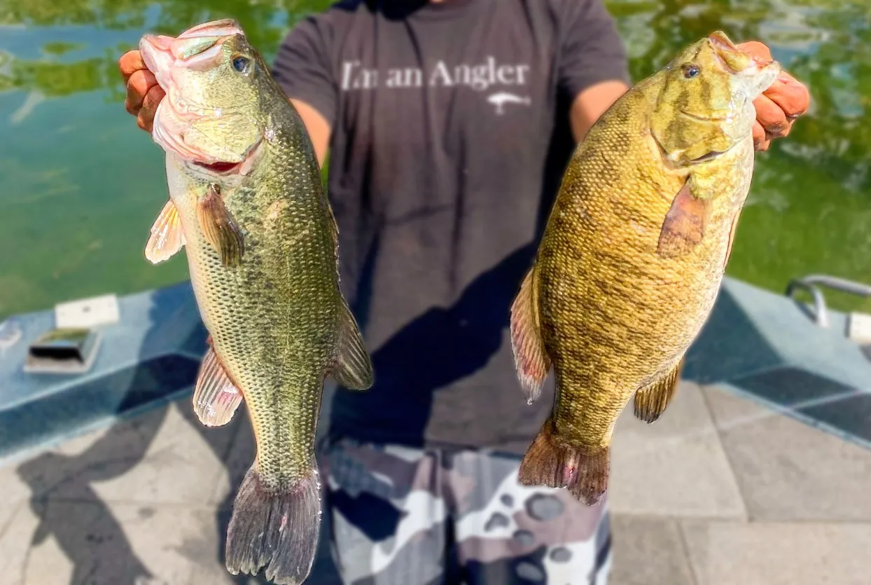 The Squarebill Deflection: Why You Must Crash Your Crankbait