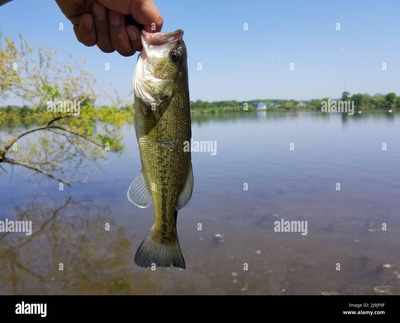 The Drop Shot Leader Length: Why Your Bait is Completely Invisible to the Bass
