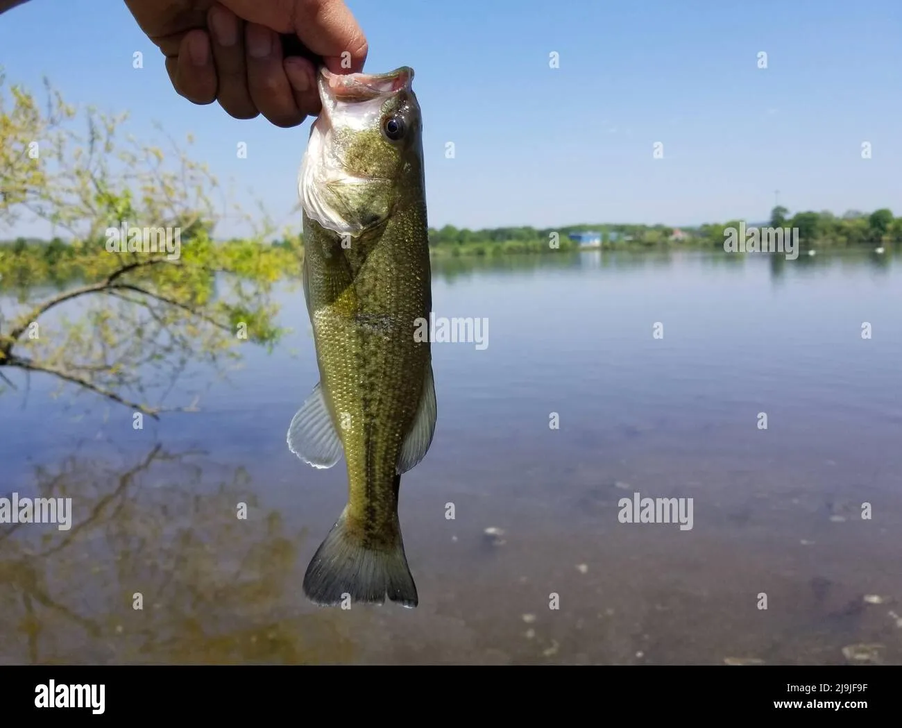 The Drop Shot Leader Length: Why Your Bait is Completely Invisible to the Bass