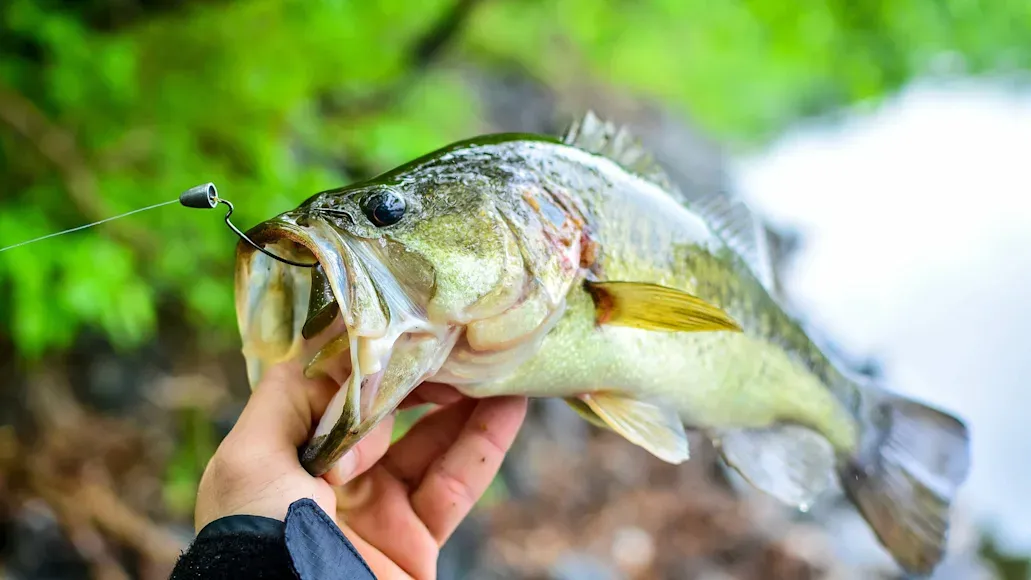 Swimbait Hooks: Why Bigger Isn't Always Better