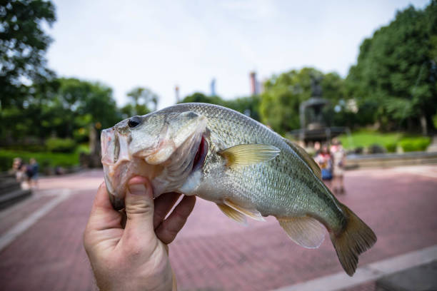 The Myth of the 'Magic Lure': Why Your Gear Obsession is a Trophy Killer